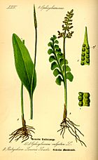 Archivo:Illustration Ophioglossum vulgatum0