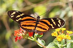 Isabellas Heliconian (Eueides isabella).jpg