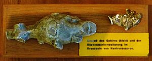 Archivo:Kentrosaurus brain and ganglium