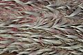 Leatherback turtle oesophagus