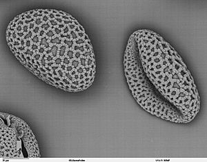 Archivo:Lilium auratum - pollen