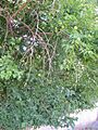 Maclura pomifera1