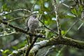 Madagascar Sparrowhawk - Andasibè - Madagascar S4E7858 (15102515088)