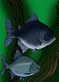 Megapiranha Colossoma
