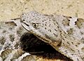 Mexican ridged nosed rattlesnake head
