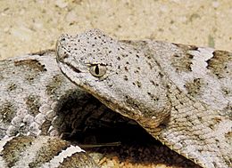Archivo:Mexican ridged nosed rattlesnake head