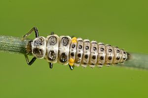 Archivo:Myrrha octodecimguttata larvae (5947220969)