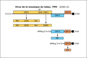 Archivo:OPSR.Virga.Fig17.v4-fr
