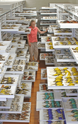 Archivo:Ornithological collection at the Museum of Comparative Zoology - journal.pbio.1001466.g002