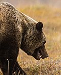 Archivo:Oso gris (Ursus arctos horribilis), Parque nacional y reserva Denali, Alaska, Estados Unidos, 2017-08-30, DD 70