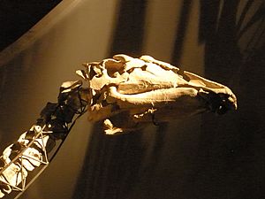 Archivo:Ouranosaurus - skull