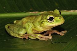 POE 3445 -Plectrohyla exquisita (1)-1.jpg