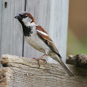 Archivo:Passer-domesticus-001