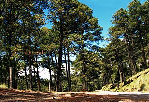 Archivo:Pinus hartwegii forest