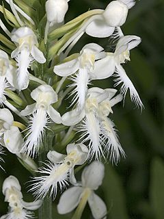 Archivo:Platanthera blephariglottis - Flickr 002