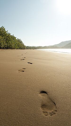 Archivo:Playa Tambor