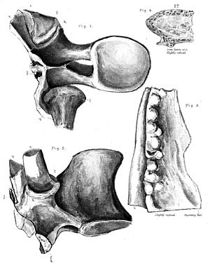Archivo:Polacanthus bones