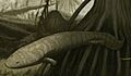Procuhy nazariensis (cropped)