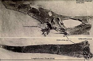 Archivo:Pteranodon longiceps skulls