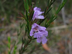 Purple flower (5233694853).jpg