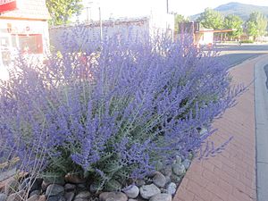 Archivo:Purple sagebrush, Raton, NM IMG 4991