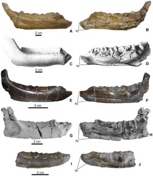 Archivo:Rhabdodontidae