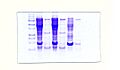 SDS-PAGE with Taq DNA Polymerase