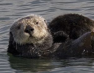 Archivo:Sea otter cropped
