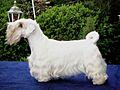 SealyhamTerrier01