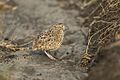 Small Button-quail - Mara - KenyaIMG 2946 (15363383978)