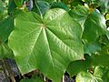 Starr 061213-2373 Kokia drynarioides