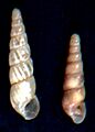 Subulina octona 005