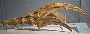 Archivo:Therizinosaurus claw