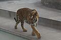 Tigre - 14386472448