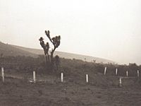 Archivo:Valle de Tehuacán