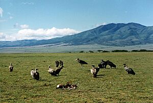 Archivo:Vultures and Marabou Stork in Serengeti