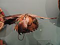 War cap, Chiricahua Apache, 1880s - Native American collection - Peabody Museum, Harvard University - DSC05518