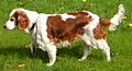 Welsh Springer Spaniel