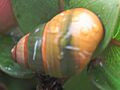 Achatinella lila 2