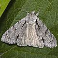 Acronicta.psi.7153