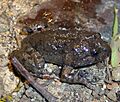 Adelotus brevis