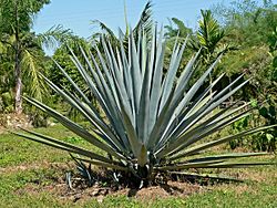 Archivo:Agave tequilana 1