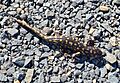 Ambystoma tigrinum 100136053