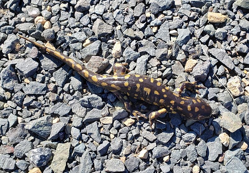 Ambystoma tigrinum 100136053