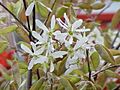 Amelanchier grandiflora2