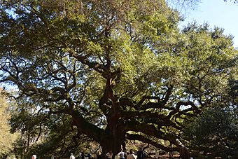 Archivo:Angel Oak Tree