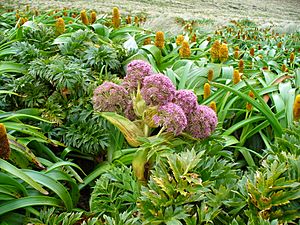 Archivo:Anisotome latifolia