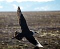 Arcticskua2