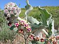Asclepias californica (172276296)