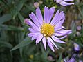 AsterNovi-belgii-flower-1mb